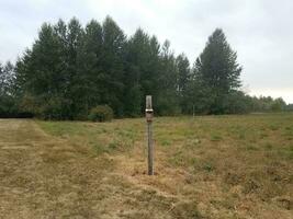 wood bird feeder or house on pole in field with grass photo