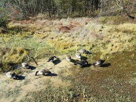 geese birds eating in the mud and water in wetland environment photo