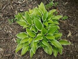 green hosta plant in mulch with clover weeds photo