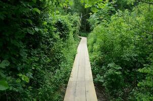 wooden boardwalk or path with wet paw prints and trees photo
