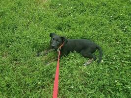 cachorro negro con una correa rosa en la hierba foto