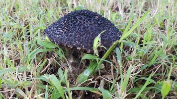 black mushroom or fungus in green grass photo