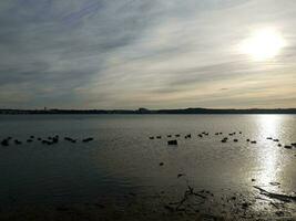 ducks and geese and birds on Potomac river during sunset photo