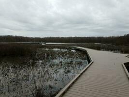 boardwalk in wetland with trees and heron photo