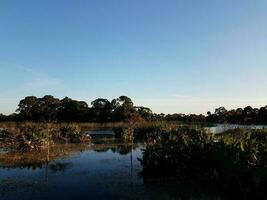 bird in tree with lake or pond water and grasses in Florida photo