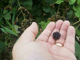 blackberry fruit held in hand with gold ring photo