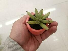 mano sujetando una pequeña maceta con planta verde foto