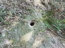 animal hole or burrow in ground with grass photo