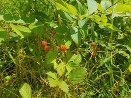 red berries and green leaves photo