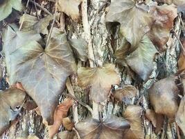 hiedra muerta marrón en un árbol foto