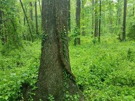 gran vid de hiedra venenosa en un árbol en el bosque