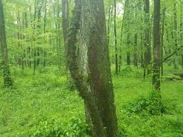 large poison ivy vine on a tree in the forest photo