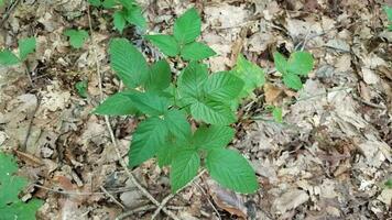 planta de hiedra venenosa verde con hojas marrones en el bosque foto