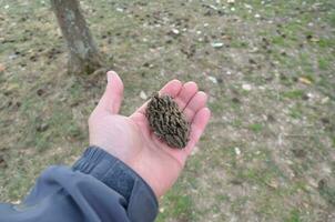 hand holding large magnolia tree seed with more seeds on the ground photo