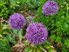 flores moradas y hojas verdes que florecen al aire libre en primavera foto