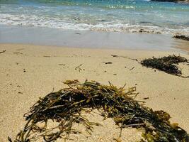 dried clump of kelp in wet sand with water photo