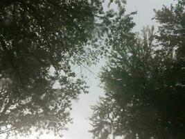 view of trees and sky through glass with rain photo