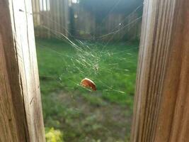 beetle caught in spider web between two boards photo