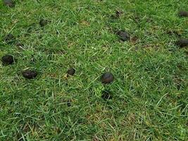 black oak tree galls or seed pods on green grass photo