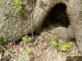 head of brown salamander or newt poking out in a hollow of tree photo