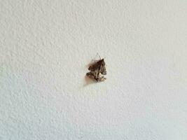insectos polilla marrón con alas que se aparean en la pared blanca foto