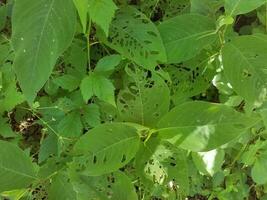 green leaves with holes in them from insects photo