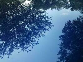 reflection of trees on hood of blue car photo