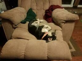 black and white dog resting on brown chair photo