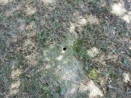 animal hole in ground with dirt and grass photo
