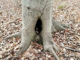 hueco de tronco de árbol con hojas marrones caídas foto