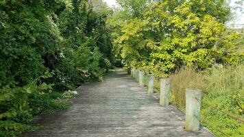 trees and plants and wood boardwalk or path photo