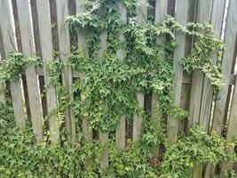green ivy leaves vine on wood fence
