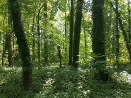 bosque con hiedra en los árboles foto