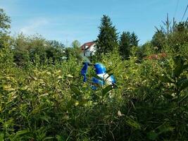 blue bird watching with binoculars and green plants photo