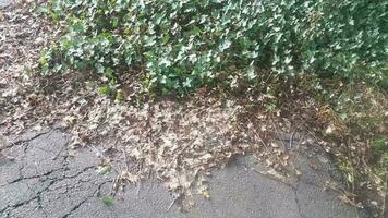 dead brown ivy from weed killer and green ivy on asphalt photo