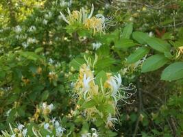 white and yellow flowers on honeysuckle plant photo