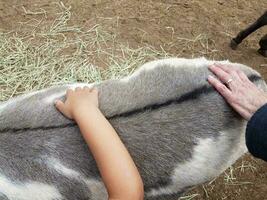 hands petting grey and white and black miniature donkey photo