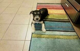 black and brown puppy on colorful carpet in kitchen photo