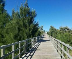 wood boardwalk or path with trees at beach in Isabela, Puerto Rico photo