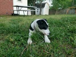 black and white puppy dog on green grass photo