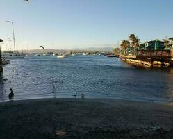 cranes, pelicans, fish, and boats in La Guancha in Ponce, Puerto Rico photo