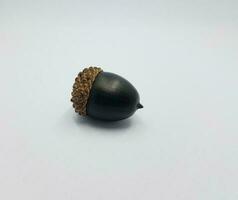 black oak tree acorn seed on white background photo