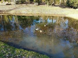 patos en un lago o estanque y hojas foto