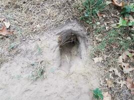 hole from digging in dirt with grass or lawn photo