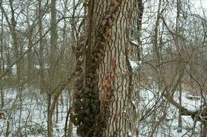 poison ivy on tree trunk with snow in winter photo