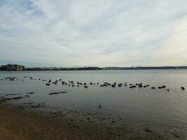 ducks and geese and birds on Potomac river with beach and Wilson bridge photo