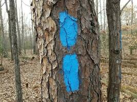 marcas de pintura azul en el tronco del árbol en el bosque o en el bosque foto