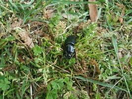 large black beetle in the grass photo