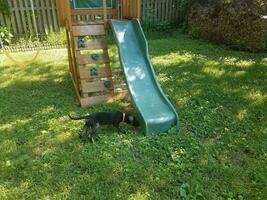 cachorro negro en la hierba verde cerca de la estructura de juego foto