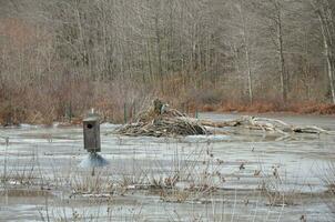 large heron bird and plants in frozen water with ice in wetland environment with beaver lodge photo